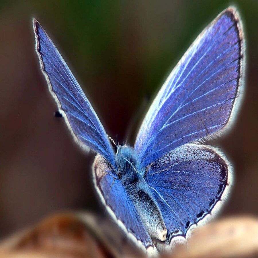 જેરસેસ બ્લૂ પંતગિયાની પ્રજાતિને છેલ્લે 1941માં જોવામાં આવી હતી. તેના પાંખ ચમકવાળા હતા અને તે ખુબ જ સુંદર પંતગિયાની પ્રજાતિ છે.