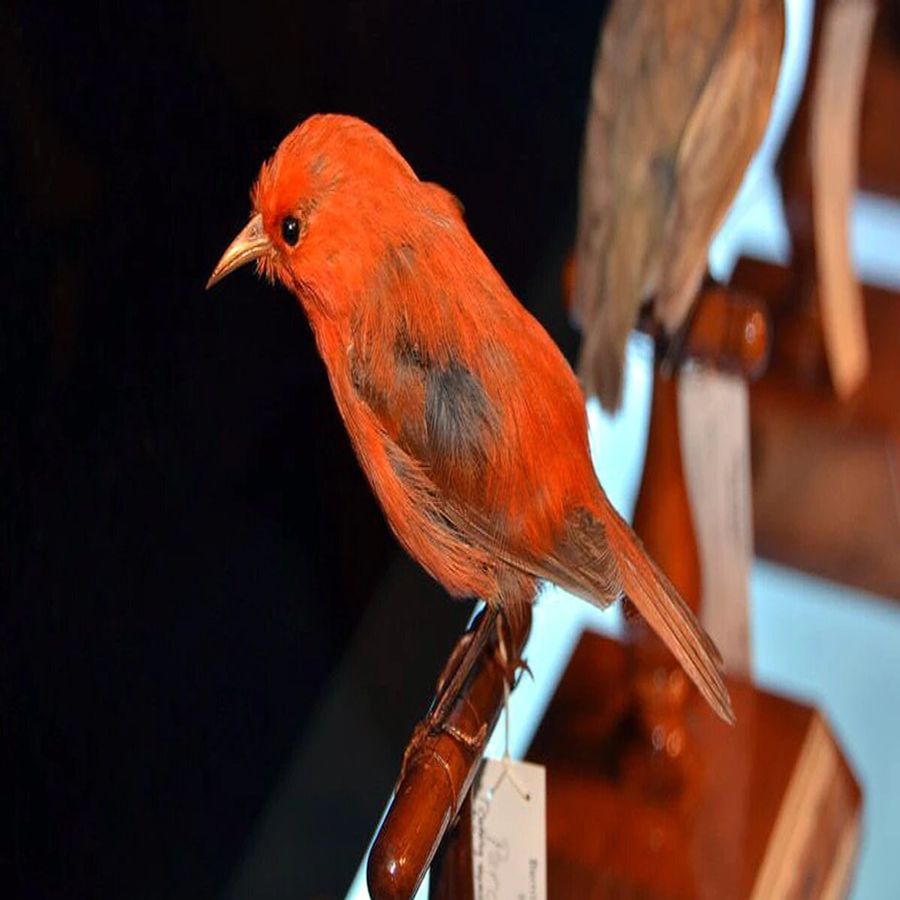 કાકાવાહી પક્ષી છેલ્લે 1963માં દેખાયા હતા. તે હવાઈ ટાપુ પર વધારે જોવા મળતા હતા. તે પ્રજાતિ કુતરા અને બિલાડી દ્વારા વધારે શિકાર કરવાને કારણે લુપ્ત થઈ.