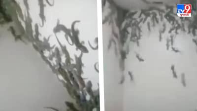 Viral Video: વોશરુમમાં આવી ગઈ 60-70 ગરોળી, લોકોએ કહ્યું- આવી સવાર ભગવાન કોઈને ન બતાવે!