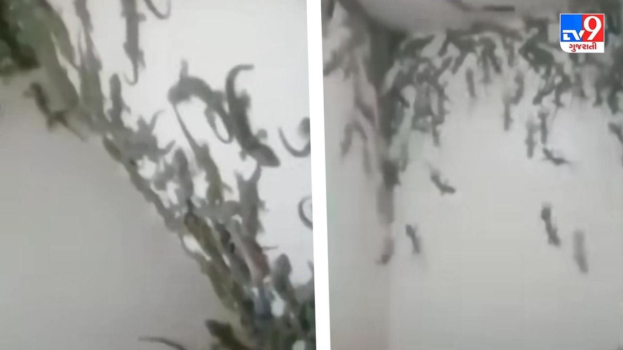 Viral Video: વોશરુમમાં આવી ગઈ 60-70 ગરોળી, લોકોએ કહ્યું- આવી સવાર ભગવાન કોઈને ન બતાવે!