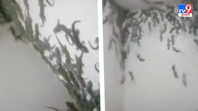 Viral Video: વોશરુમમાં આવી ગઈ 60-70 ગરોળી, લોકોએ કહ્યું- આવી સવાર ભગવાન કોઈને ન બતાવે!