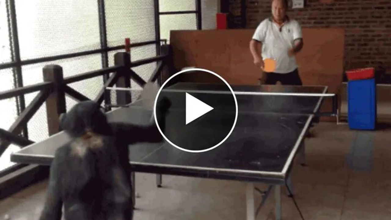 Viral Video: ચિમ્પાન્ઝી રમી રહ્યો છે ટેબલ ટેનિસ, જુઓ રમતમાં પ્રાણીઓએ કઈ રીતે હરાવ્યા માણસોને