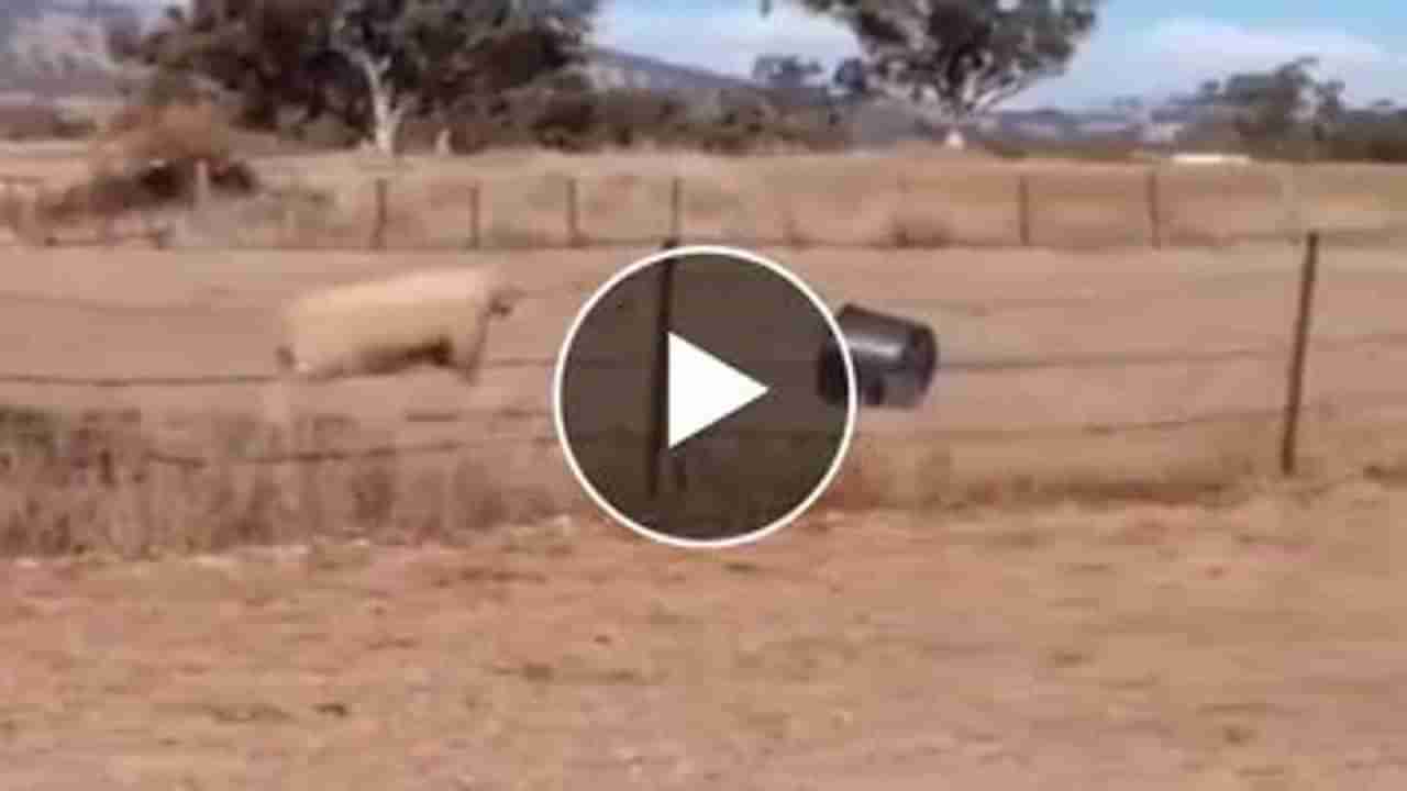 Viral Video: આ ઘેટાને તેનો જ ગુસ્સો ભારે પડયો, વીડિયો જોઈ લોકો શીખ્યા મહત્વના પાઠ