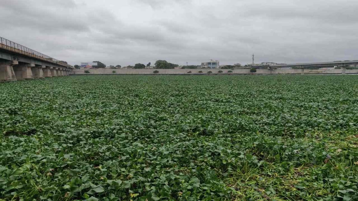 Ahmedabad: કરોડોના ખર્ચા બાદ પણ સાબરમતી નદીની ભારે દુર્દશા, સુભાષ બ્રિજથી જમાલપુર સુધી જળકુંભીનું સામ્રાજ્ય