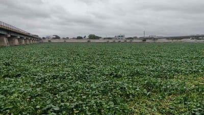 Ahmedabad: કરોડોના ખર્ચા બાદ પણ સાબરમતી નદીની ભારે દુર્દશા, સુભાષ બ્રિજથી જમાલપુર સુધી જળકુંભીનું સામ્રાજ્ય