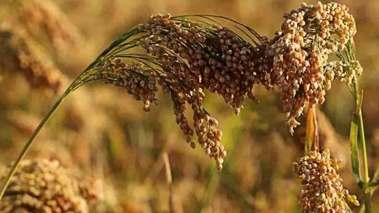 જુવારની ખેતી યુરોપમાં તારણહાર સાબિત થઇ, ખેડૂતોએ દુષ્કાળને હરાવી પાક ઉગાડ્યો