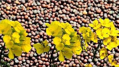 સરસવની બે નવી જાતો વિકસાવી, જાણો શું છે તેની વિશેષતા, ખેડૂતોને કેવી રીતે મળશે ફાયદો ?