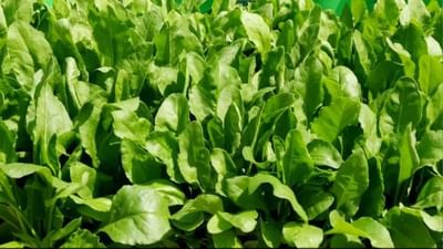 Success Story: સરકારી નોકરીના બદલે યુવા ખેડૂતે ખેતી કરી પસંદ, જૈવિક ખેતીથી કરે છે જોરદાર કમાણી