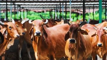 Agriculture is incomplete without animal husbandry, improvement of animal  breeds is the need of the hour Agriculture sector is incomplete without animal  husbandry the need of the hour is to improve the