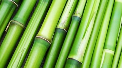 ખેડૂતો માટે ગ્રીન ગોલ્ડ છે વાંસની ખેતી, આટલી વસ્તુમાં થાય છે તેનો ઉપયોગ