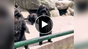 Animal Video : OMG! રીંછને પણ થાય છે ઈર્ષ્યા, જુઓ Videoમાં જ્યારે પ્રવાસીનું ધ્યાન ગયું તો તેણે પાર્ટનર સાથે કર્યું આવું