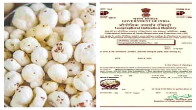 મખાનાને મળ્યો GI ટેગ, હવે તેનો બિઝનેસ આંતરરાષ્ટ્રીય સ્તરે વધી શકે છે 10 ગણો, જાણો ખેડૂતોને શું ફાયદો થશે?