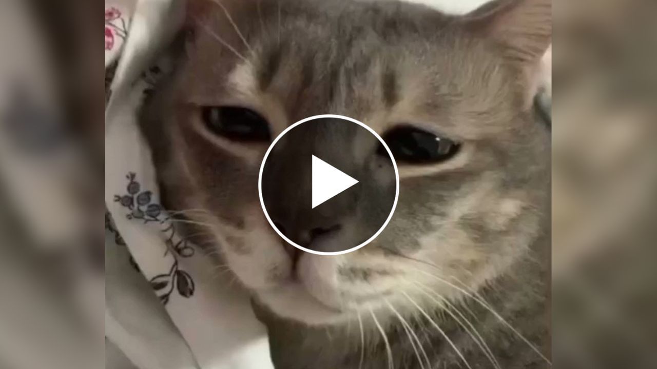 Cat Viral Video : ડુસકા ભરીને રડતી બિલાડીનો વીડિયો થયો વાયરલ, જોઈને તમે પણ થઈ જશો ઈમોશનલ