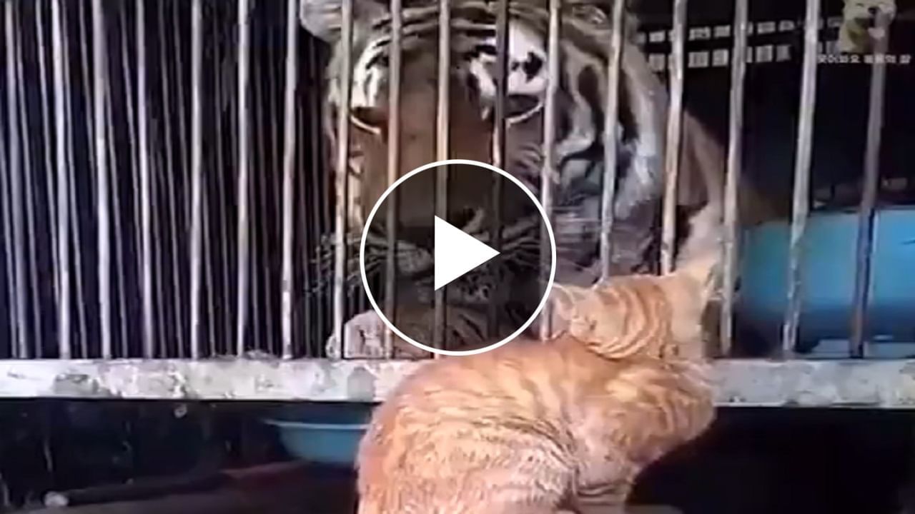 ખતરનાક પ્રાણીઓને પણ ભાગવા મજબુર કરતી બિલાડીનો જુઓ Viral Video