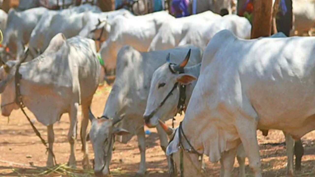 agriculture-news-gujarat-will-get-clean-energy-and-organic-manure-from-cow-dung-nddb-and-suzuki-join-hands