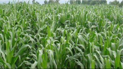 આ વખતે દેશમાં ખરીફ પાકનું ઉત્પાદન ઘટવાની આશંકા છે, વાંચો શું છે કારણ