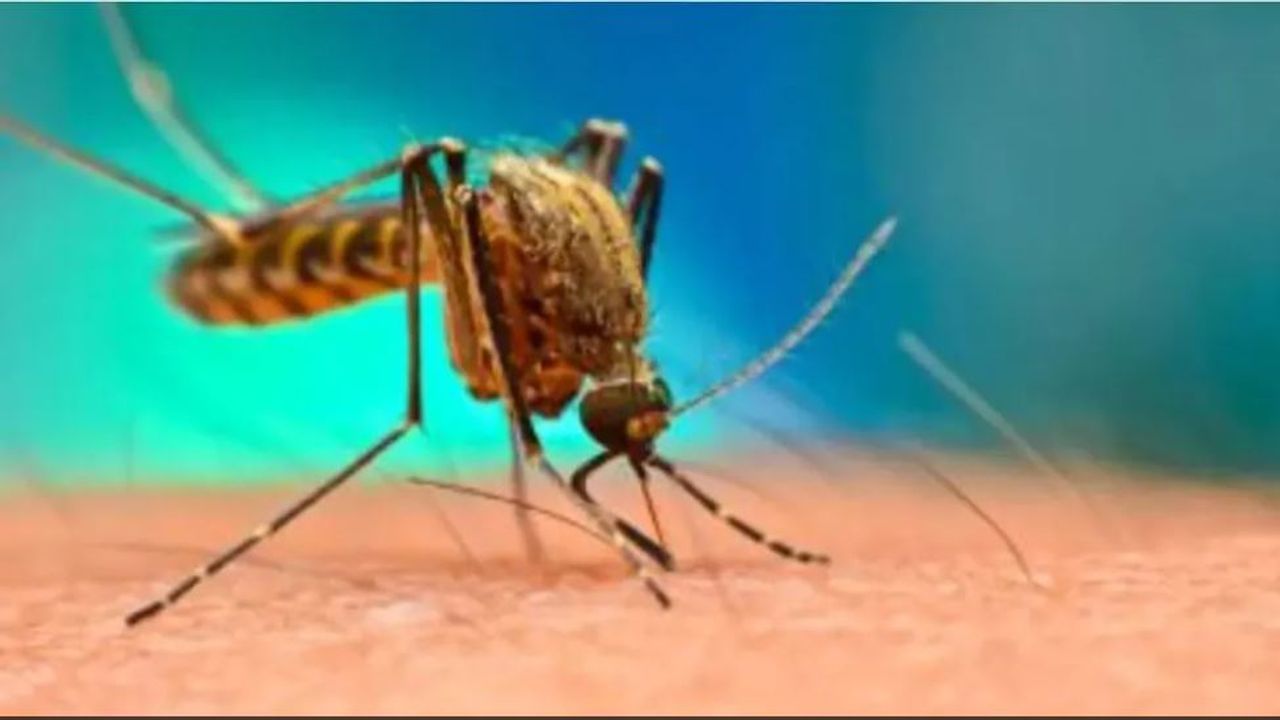 Dengue Fever:  બાળકોને ડેન્ગ્યુનું જોખમ હોઈ શકે છે, આ રીતે રાખો કાળજી