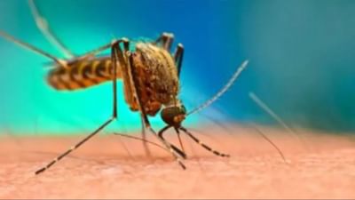 ડેન્ગ્યુઃ બાળકને ડેન્ગ્યુ થાય તો શું કરવું ? નિષ્ણાતો પાસેથી જવાબ જાણો