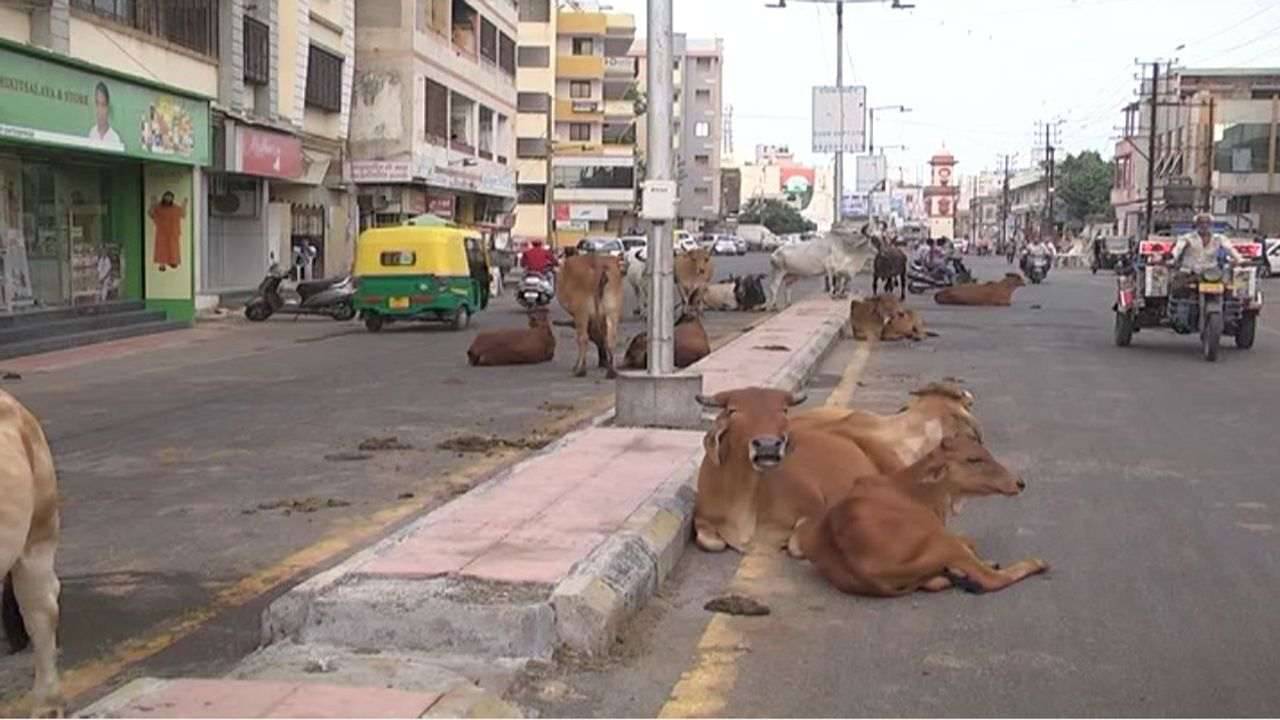 Ahmedabad: AMCની રખડતા ઢોરને પકડવાની ઝુંબેશ બની વેગવંતી, શહેરમાં વધુ ત્રણ નવા ઢોરવાડા બનશે