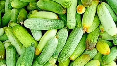 શાહબાદી કાકડીની માંગમાં તેજી, સારા ભાવથી ખેડૂતોનું નસીબ ચમક્યું