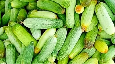 શાહબાદી કાકડીની માંગમાં તેજી, સારા ભાવથી ખેડૂતોનું નસીબ ચમક્યું