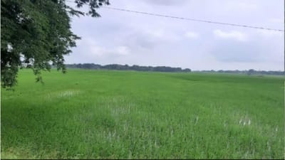 આ રાજયના ખેડૂતોને વૈકલ્પિક ખેતી યોજનાનો લાભ મળી રહ્યો છે, ટૂંકા ગાળાના બિયારણ આપવામાં આવી રહ્યા છે