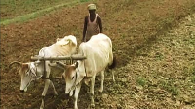 આ રાજયના 6 જિલ્લાઓ પર જળવાયુ પરિવર્તનની વ્યાપક અસર, કૃષિ ઉત્પાદન પર ગંભીર સંકટ