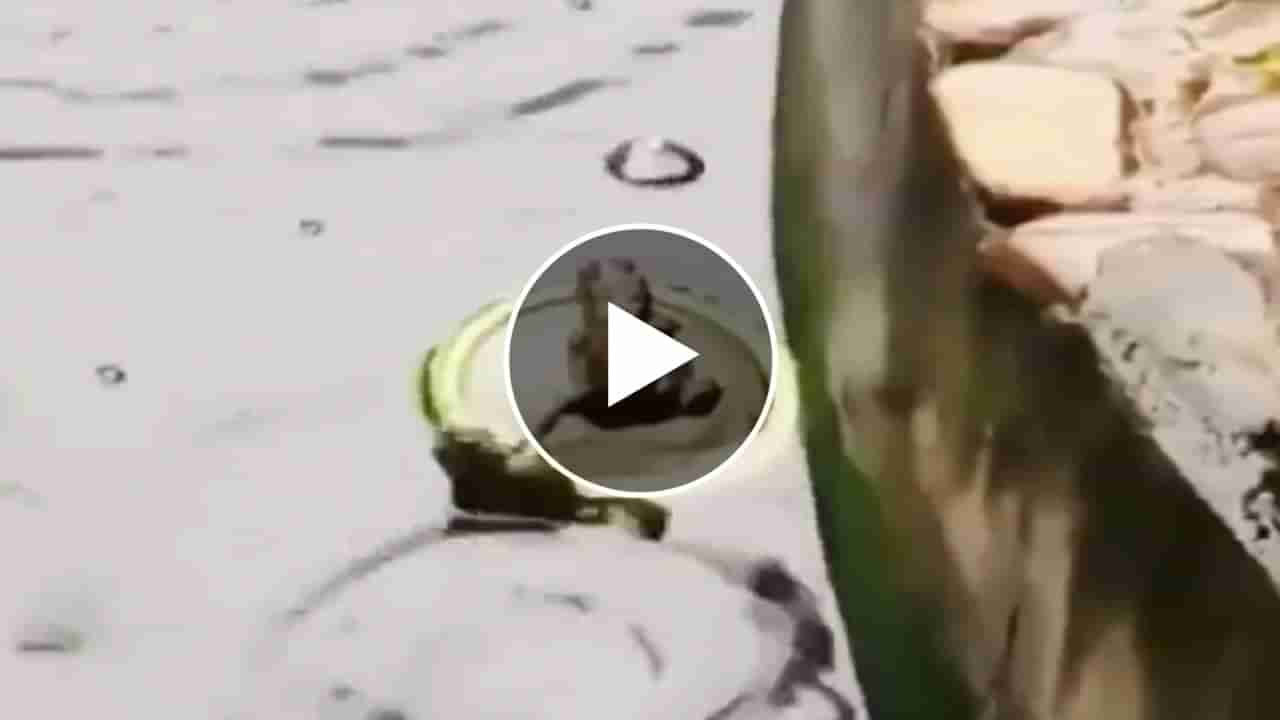 Frog Funny Viral Video : આ તો જબરૂ...દેડકાનો આવો પગ ખેંચાતો વીડિયો તમે ક્યારેય જોયો છે..? આ જોઈને તમે પણ હસવા લાગશો