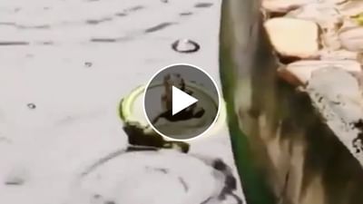 Frog Funny Viral Video : આ તો જબરૂ...દેડકાનો આવો 'પગ ખેંચાતો' વીડિયો તમે ક્યારેય જોયો છે..? આ જોઈને તમે પણ હસવા લાગશો