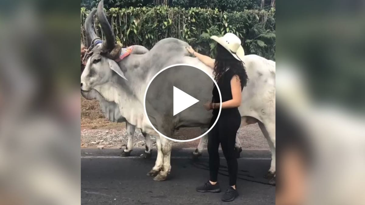 'પાપાની પરી' બળદથી ડરી, પોઝના ચક્કરમાં થઈ જાત 'શિકાર', જુઓ આવા જ 10 Viral Video