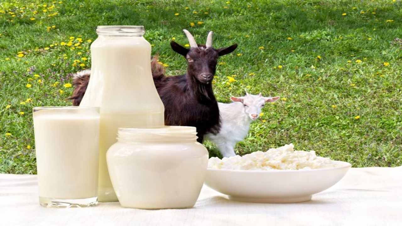 Goat Milk : બકરીના દૂધ પીવાના દસ મોટા ફાયદા જાણો અને આજથી જ તેનું સેવન શરૂ કરી દો
