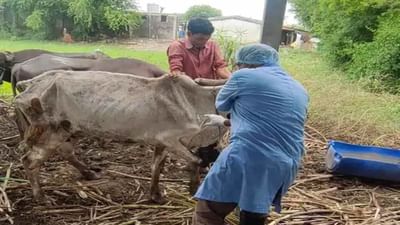 Bardoli : બારડોલી પંથકમાં લમ્પી વાયરસને અટકાવવા ઝુંબેશ શરૂ, પાંજરાપોળમાં બહારથી આવતા પશુઓને લેવાનું બંધ કરાયું