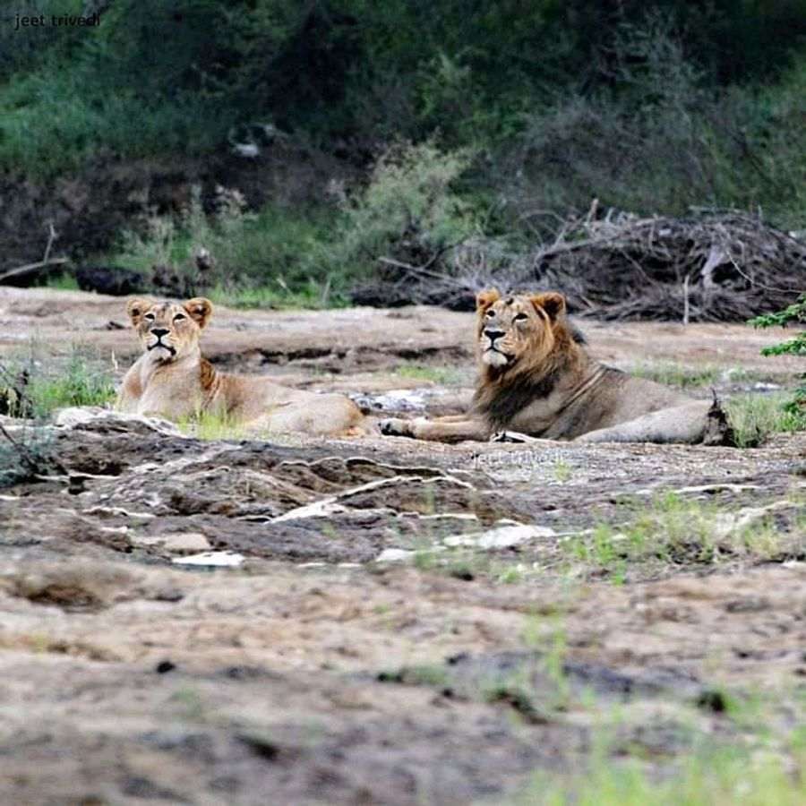जैसा कि गिर के चचेरे भाई तटीय वातावरण को पसंद करते हैं, गिर के राजस्व और तटीय शेरों की संख्या में वृद्धि जारी है।  2020 की तुलना में 2022 में तटीय क्षेत्रों में शेरों की आबादी बढ़ी।