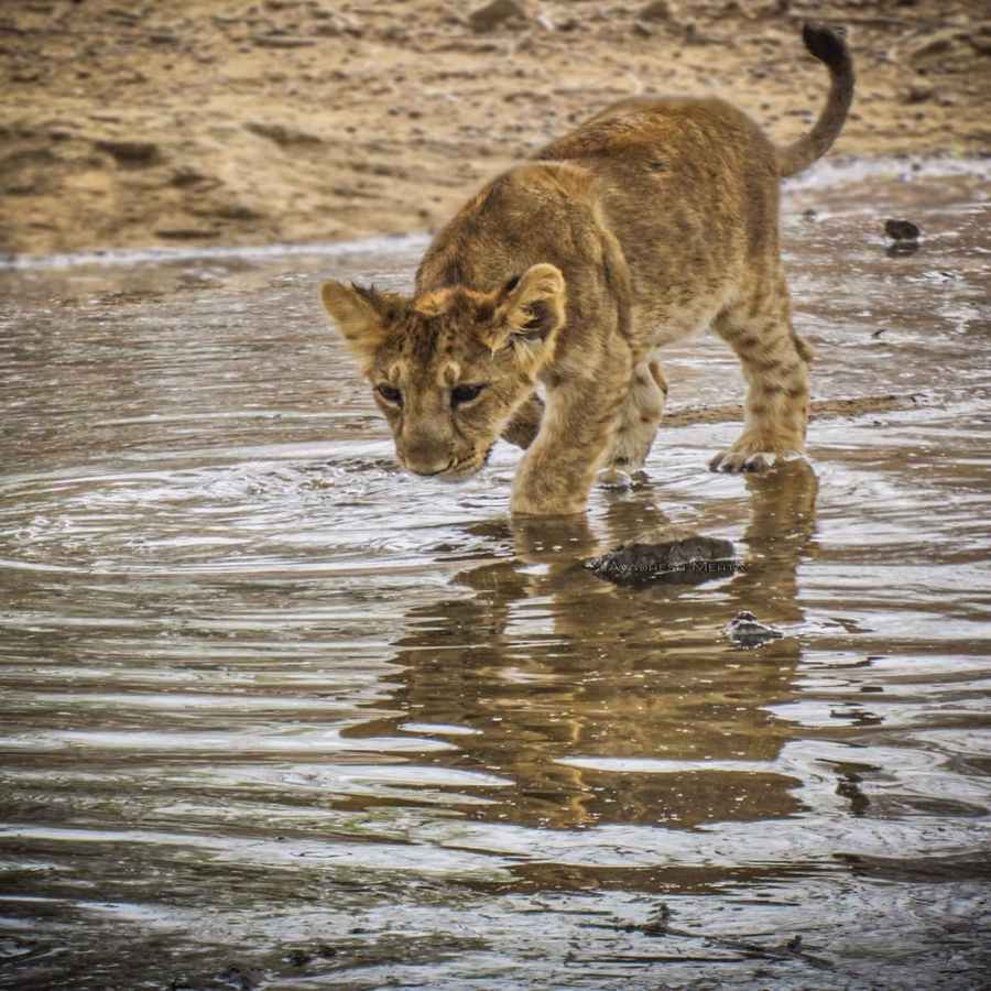 कभी-कभी शेर वन क्षेत्र को छोड़कर राजस्व तक पहुंच जाते हैं।  जबकि पिछले 2 वर्षों में तट के किनारे शेरों का प्रवास भी बढ़ा है।  जिसके पीछे का कारण लगातार गर्मी है।  कयास लगाए जा रहे हैं कि शेर गर्मी से तंग आकर भी समुद्र के इलाके में पहुंच रहा है.  (इनपुट क्रेडिट- जयदेव काठी- अमरेली)