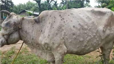હરિયાણાએ Lumpy Skin diseaseના નિવારણ માટે રસી બનાવી છે, બે મહિનામાં મળશે મંજૂરી !