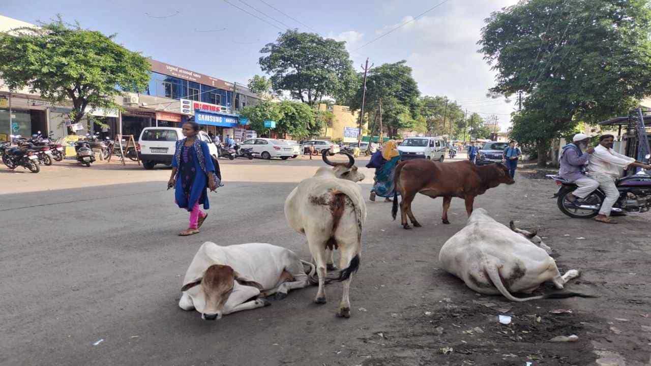 Mandvi : રખડતા ઢોર મુદ્દે માંડવી ટાઉનમાં પણ કડક કાર્યવાહીના આદેશ