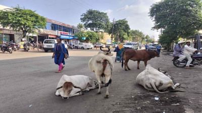 Mandvi : રખડતા ઢોર મુદ્દે માંડવી ટાઉનમાં પણ કડક કાર્યવાહીના આદેશ