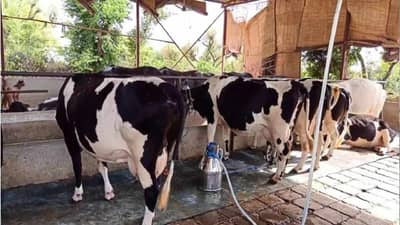 દૂધના ભાવમાં 2 રૂપિયા પ્રતિ કિલોનો વધારો થવા પાછળનું શું કારણ છે, ખેડૂતોનો ખર્ચ ખરેખર વધી ગયો છે !