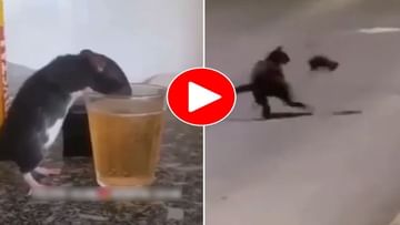 Viral Video : ઉંદરે પીધો દારૂ, પછી જે હાલ થયા તે જોશો તો હસવાનું નહીં રોકી શકો, જુઓ વીડિયો