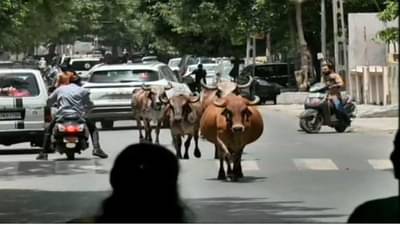 Surat : રખડતા ઢોર મુદ્દે મનપા એક્શન મોડમાં, શહેરમાં ગેરકાયદે તબેલાઓનું ડિમોલિશન કરવા તૈયારી