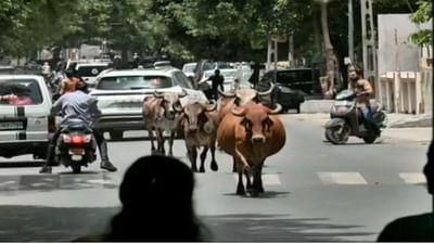 Surat : રખડતા ઢોર મુદ્દે મનપા એક્શન મોડમાં, શહેરમાં ગેરકાયદે તબેલાઓનું ડિમોલિશન કરવા તૈયારી