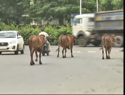 Banaskantha: મેરવાડ ગામ પાસે રખડતા ઢોરની અડફેટે સર્જાયો કારનો અકસ્માત, એકનું મોત અને બેને ગંભીર ઇજા