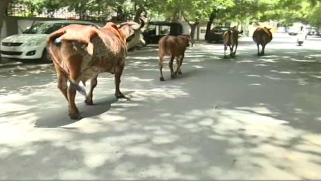 Rajkot: રખડતા ઢોર મામલે રાજકોટ કોર્પોરેશનનો નિર્ણય, રાત્રિ દરમિયાન પણ ચાલુ રહેશે ઢોર પકડવાની કામગીરી