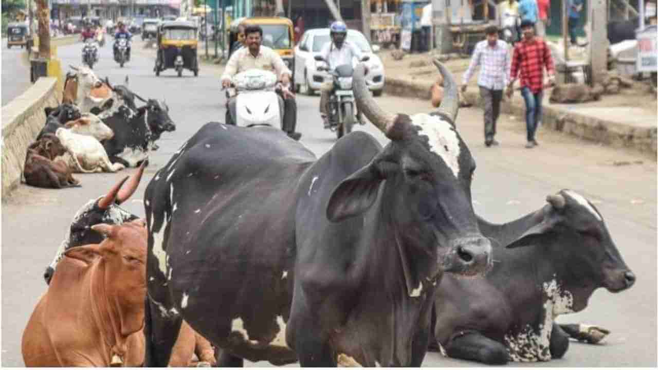 Ahmedabad: રખડતા ઢોર પર અંકુશ લાવવા પોલીસ એક્શનમાં, જાહેર માર્ગો પર ઘાસચારો વેચતા લોકોને પકડવા કમિશનરનું જાહેનામુ