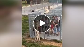 Tigers roaming in the open..men in cages! Seeing the Viral Video, everyone  is annoyed People in the cage and tigers were outside Video Goes Viral on  Social Media see this shocking Video |