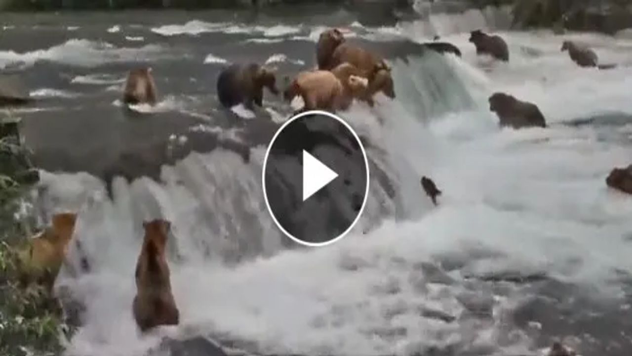Viral Video : મોજાની કમાલ...સીધા રીંછના મોંમાં પહોંચી ગઈ માછલી, જુઓ આવા જ 10 અદ્ભુત વાયરલ વીડિયો