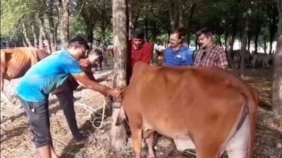 રાજ્યસભામાં કોંગ્રેસના સાંસદ શક્તિસિંહે લમ્પી વાયરસ મુદ્દે સરકાર પર કર્યા પ્રહાર, પશુઓને અપાતા ઈન્જેક્શનમાં ભ્રષ્ટાચારનો લગાવ્યો આરોપ