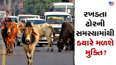 Vadodara: રખડતા ઢોરે વધુ એકને કર્યા ઈજાગ્રસ્ત, TV9ના અહેવાલ બાદ જાગ્યું તંત્ર, ઢોર પકડવાની કામગીરી શરૂ