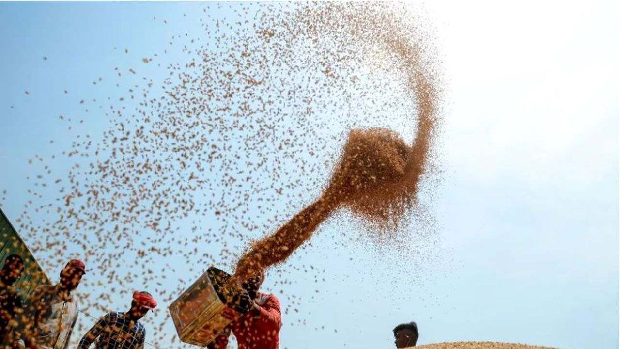 મે મહિનામાં પ્રતિબંધો લાદવામાં આવ્યા બાદ ભારતમાંથી 1.3 મિલિયન ટન ઘઉંની નિકાસ કરવામાં આવી હતી