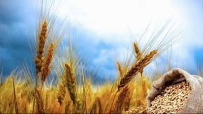 શરબતી ઘઉંની કરો છો ખેતી તો સરકારના આ નિર્ણયથી થઈ જશો ખુશ, આ રીતે ખેડૂતોની આવકમાં થશે વધારો